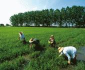 Proyectos Agrícolas-Sucre-Còrdoba